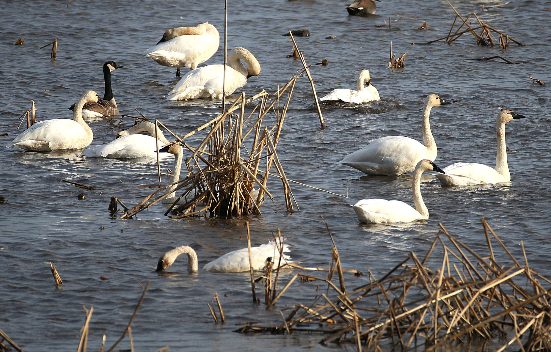 Tundra swan migration